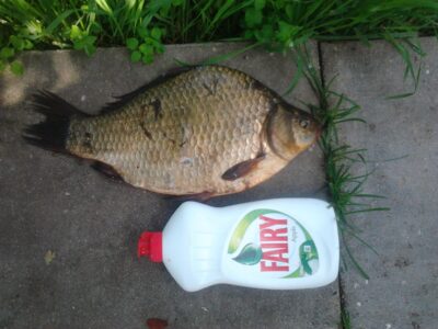 Sidabrinis karosas, 0.8 kg — Vidinkstas