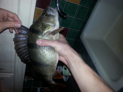 Eurasian perch