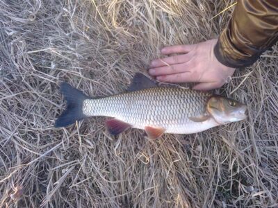 chub, 1.0 kg — Mūša