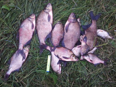Carp bream ×14 — Vidinkstas