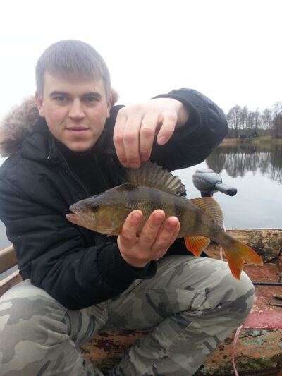 Eurasian perch, 0.6 kg — Paštys