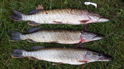 Northern Pike ×3 — Dubysa