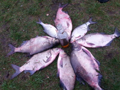 Carp bream ×5
