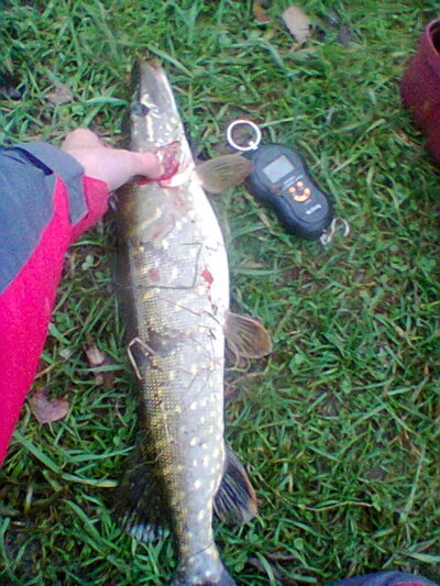 Northern Pike, 1.5 kg — Stanelių