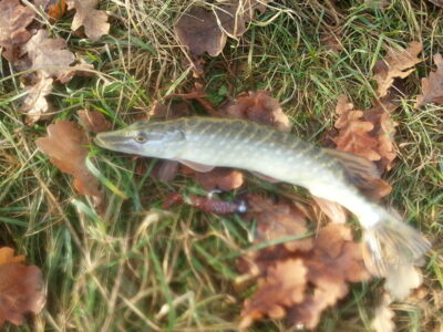Northern Pike, 0.5 kg