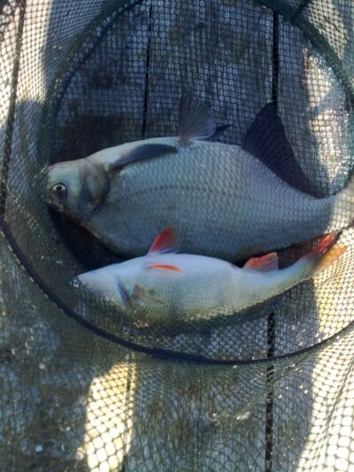 Carp bream