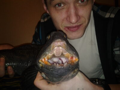Atlantic wolffish, 2.0 kg — Norwegian Sea