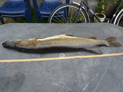 Northern Pike, 6.0 kg — Galstas