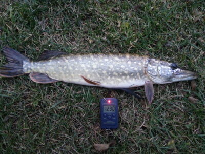 Northern Pike, 1.3 kg — Giedrys
