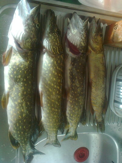 Northern Pike ×4