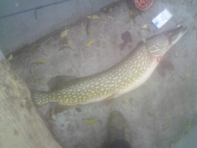 Northern Pike, 6.0 kg — Juodeikių