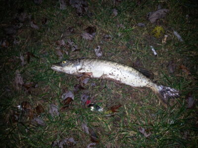 Northern Pike, 0.5 kg