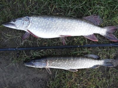 Northern Pike ×2 — Klaipėdos