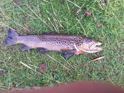 Atlantic salmon, 1.4 kg