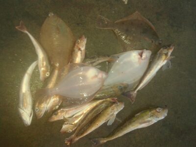 European plaice