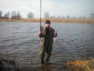 Eurasian perch