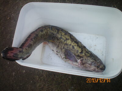Burbot — Neman River