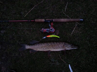 Northern Pike — Pikeliškiai