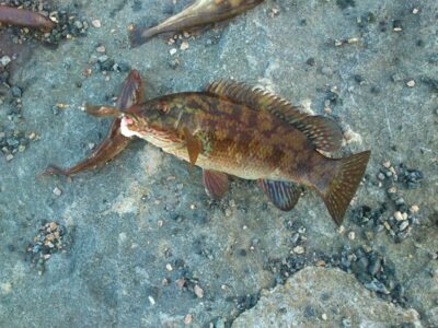 Rock Bass, 2.0 kg