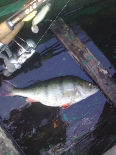 Eurasian perch ×3
