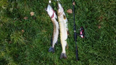 Northern Pike ×2