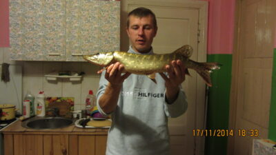 Northern Pike, 1.5 kg — Mūša