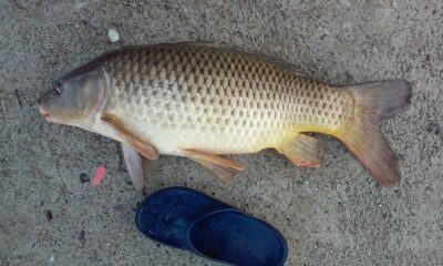 Carp, 8.5 kg — Blauwe Meer