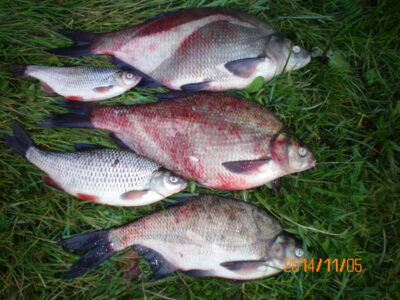 Carp bream ×3 — ATMATA