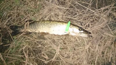 Northern Pike