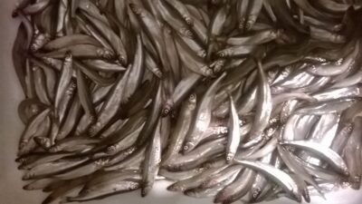 European smelt, 7.0 kg — Kuršių