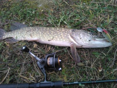 Northern Pike, 2.0 kg