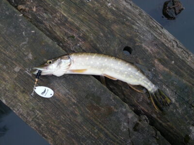 Northern Pike, 0.2 kg