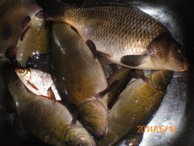 Tench
