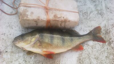 Eurasian perch ×2 — Asveja