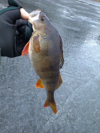 Eurasian perch — Germantas