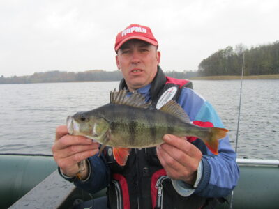 Eurasian perch, 0.7 kg — Vidinkstas