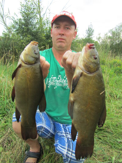 Tench, 1.0 kg