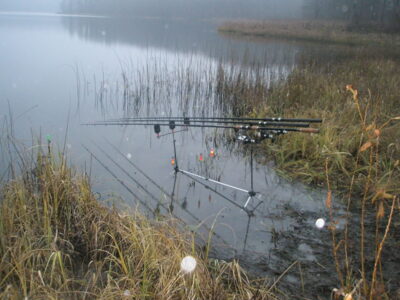 Carp bream ×2 — Asveja