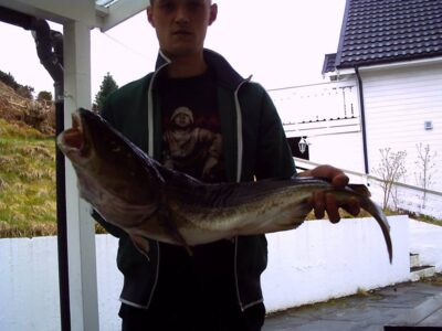 Atlantic cod, 7.0 kg