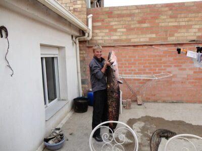 Wels catfish