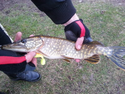 Northern Pike — Pikeliškiai