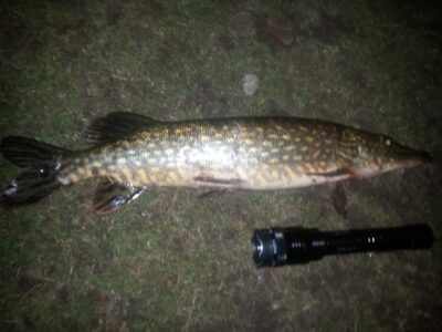 Northern Pike — Pikeliškiai