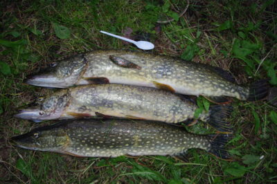 Northern Pike ×6 — Juodeikių