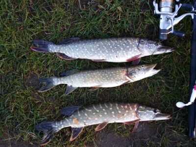 Northern Pike ×3 — Klaipėdos