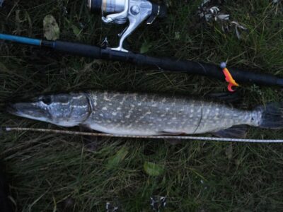 Northern Pike, 2.5 kg — Leitė
