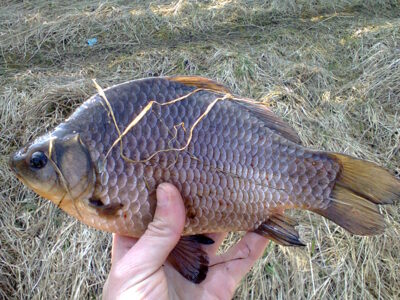 Prussian carp