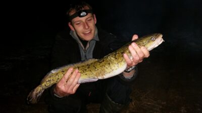 Burbot, 1.5 kg — Neman River