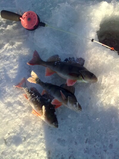 Eurasian perch