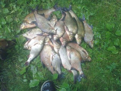 Carp bream ×16 — Neman River