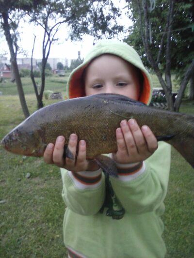 Tench, 1.2 kg — Padysnio HE